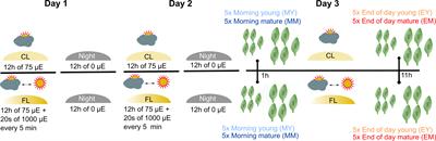 Photoprotective Acclimation of the Arabidopsis thaliana Leaf Proteome to Fluctuating Light